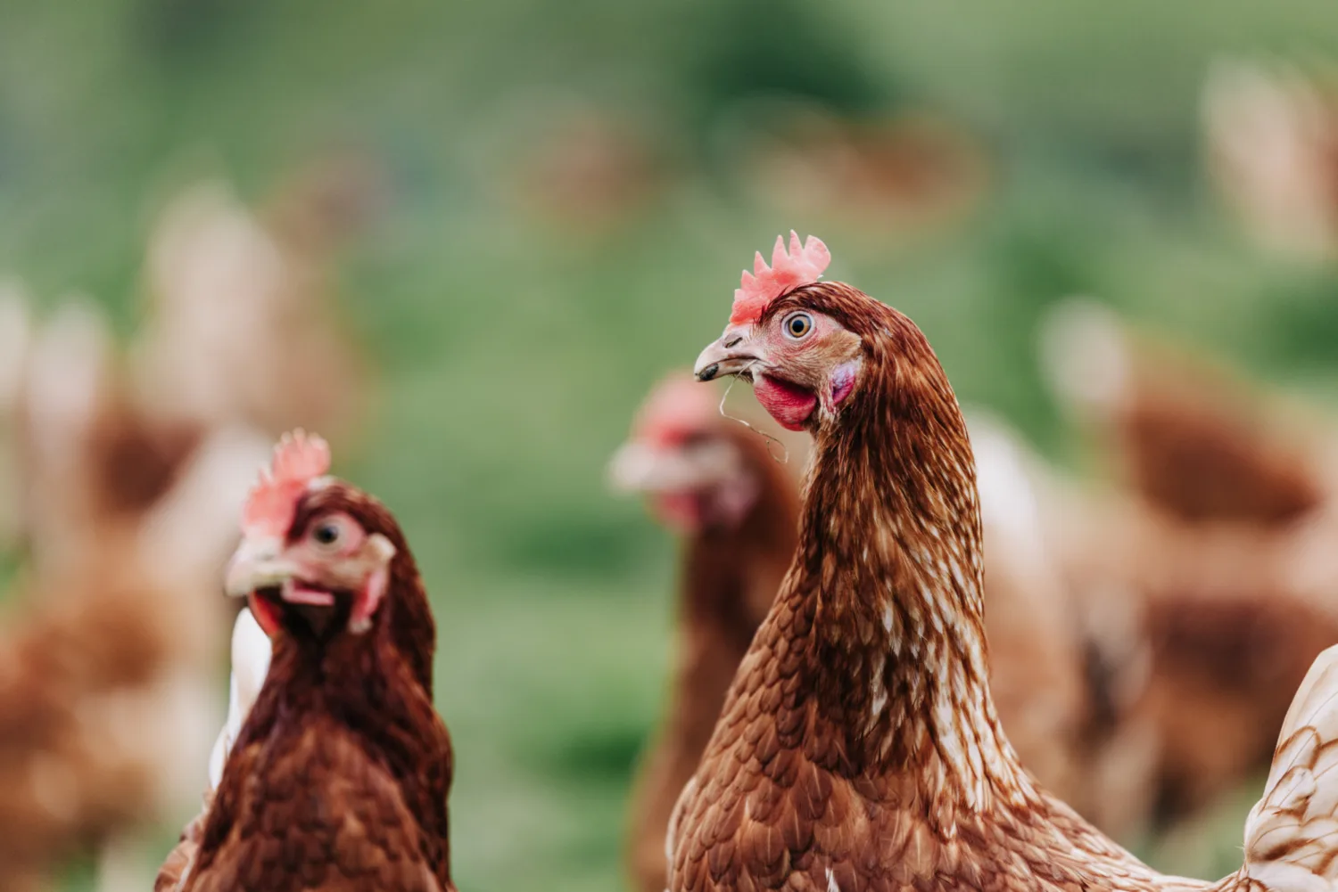 Woodland chickens