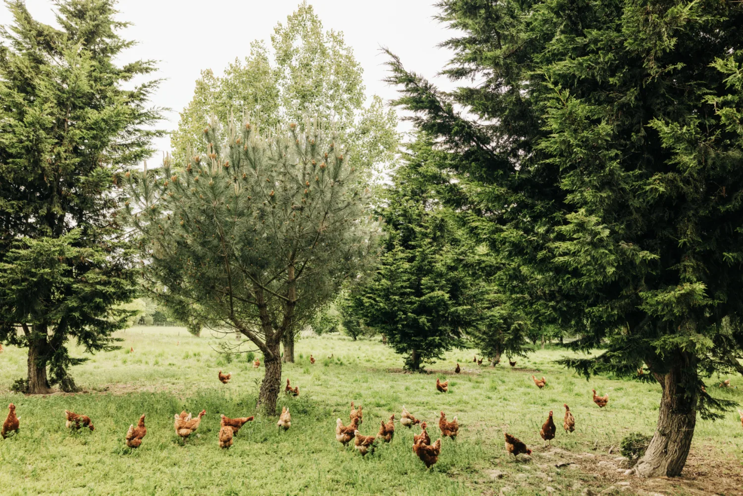 Woodland chickens